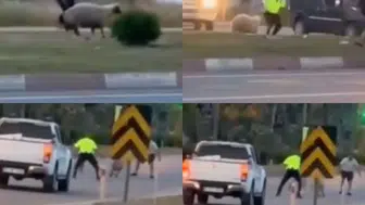 Anamur trafiğinde kurbanlık kovalamacası