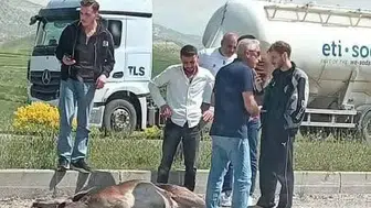 Beypazarı yolunda otomobilin çarptığı geyik yaşam mücadelesi veriyor