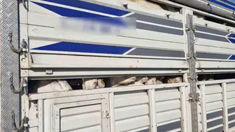 TEM Otoyolu’nda kaçak kurbanlık baskını