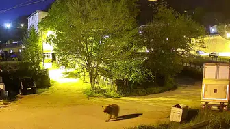Gümüşhane sokaklarında akşam mesaisi yapan ayı paniğe neden oldu