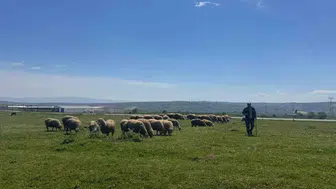 Tekirdağlı üreticinin meradaki mesaisine il müdüründen ziyaret