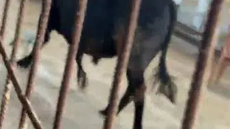 Kızılcahamam pazarında kurbanlık dana paniği