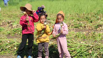 Adana tarlalarında çocuk işçiliği gerçeği eğitimden koparıyor