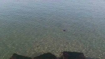 Tekirdağ sahilinde zehirli deniz anası alarmı
