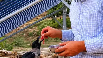 Tarlada bulduğu yaralı kargaya şefkat eli uzattı