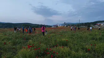 Bingöl yolundaki kırmızı çiçek denizi sürücüleri yoldan çıkardı