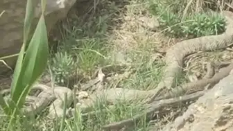 Hakkari Çiçek Vadisi’nde yürüyüş yapanları dev engerek şaşırttı