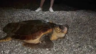Konyaaltı sahilinde gece yarısı beklenmedik ziyaretçi