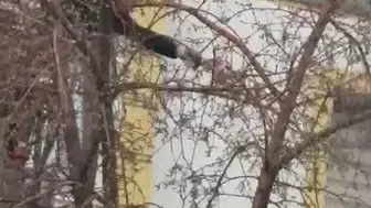 Sarıkamış’ta ağaçta mahsur kalan güvercini itfaiye kurtardı