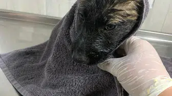 Alanya'da su kanalına düşen iki yavru köpek kurtarıldı