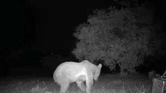Malatya’da gece misafiri arı kovanlarını darmadağın etti