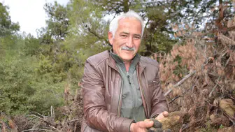 Bilecik'te yanan ormanlar köylüye altın değerinde mantar bereketi getirdi
