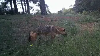 Ganos Dağları’nın gizli sakinleri fotokapanlara yakalandı