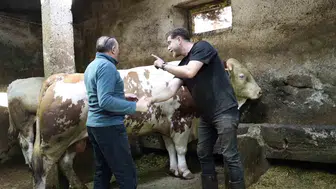 Erzurum pazarında dev kurbanlık 550 bin liraya alıcı buldu