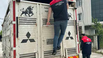 Düzce kurban pazarlarında sıkı denetim dönemi başladı