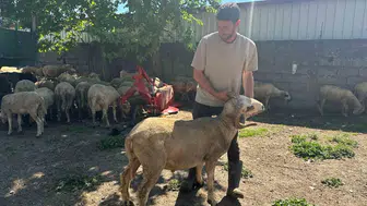 Kurban alışverişinde köylüden doğrudan alım dönemi