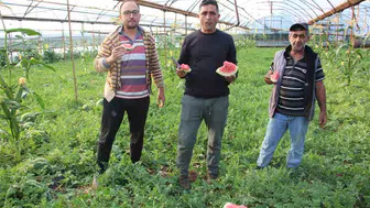 Kumluca’da pembe karpuz dönemi başladı