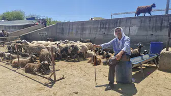 Diyarbakır hayvan pazarında bayramın ilk günü hareketliliği