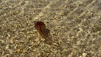 Saros kıyılarında zehirli denizanası alarmı