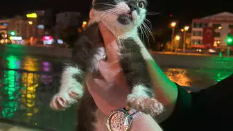 Amasya'da Yeşilırmak'ın yükselen suları bir kediyi hapsetti