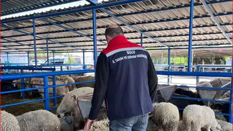 Bolu pazarlarında kurbanlık denetimi mesaisi başladı