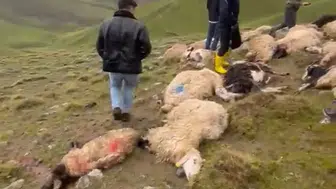 Çaldıran ovasında yıldırım sürüyü vurdu