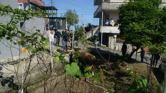 Rize’de kurbanlık boğa elden kaçınca ortalık karıştı