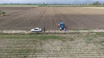 Adana'da dolu vuran mısır tarlalarına ayçiçeği ekiliyor