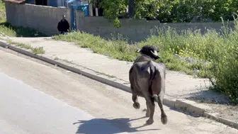 Çorumda kurbanlık paniği sahibi bodruma sığındı