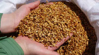 Tosya ve Ilgaz arasında sarıkılçık pirinci gerilimi