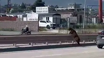 Hatay trafiğini karıştıran kurbanlık keçinin kaçış operasyonu