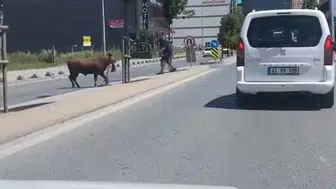 Arnavutköy sokaklarında kurbanlık dana paniği