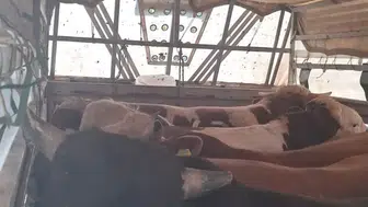 İstanbul yollarında kaçak kurbanlık operasyonu