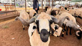 Kahramanmaraş kurban pazarında beklenen hareketlilik henüz başlamadı