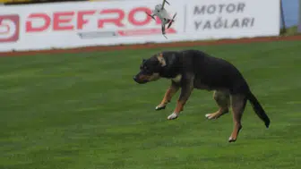 Ordu'daki 19 Mayıs törenlerinde başıboş köpek dronu havada yakaladı