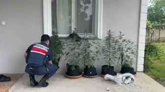 Düzce'de evine kurduğu sistemle kenevir yetiştiren kişi yakalandı