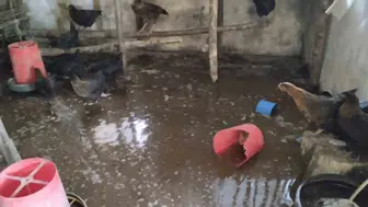 Erzincan’da bir çiftliği su bastı civcivler kurtarılamadı