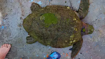 Kuşadası sahilinde yaralı caretta caretta için seferberlik