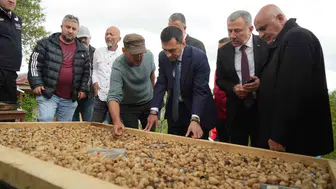 Samsun topraklarında hasat zamanı Kilogram fiyatı 12 bin lirayı buldu