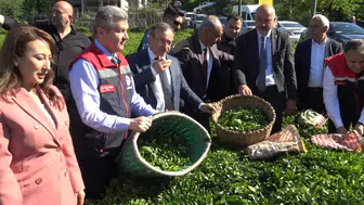 Artvin’de çay üreticisi için yeni sezon başladı