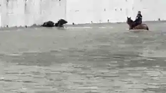 Karabükte mandaları kurtarmak için atıyla suya daldı