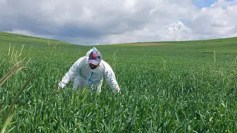 Yozgat çiftçisinin buğday tarlalarında süne mesaisi başladı