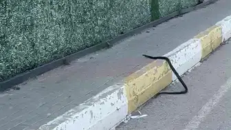 Şırnak sokaklarında boy gösteren yılan mahalleliyi sokağa döktü