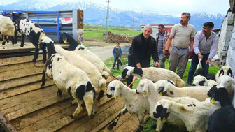 Erzincan yaylalarında tulum peyniri mesaisi başlıyor