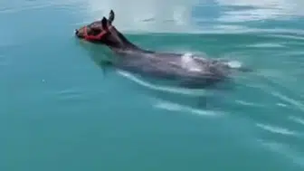 Fırat Nehri'nin ortasında at gören vatandaşlar şaşkınlık yaşadı