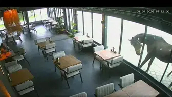 Samsun'da bir kafe yılkı atının hedefi oldu