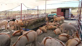 Ayvalık'ta kurbanlık alışverişi için yeni adres belli oldu