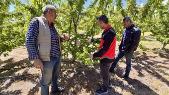 Afyon’da kiraz bahçeleri meyve sineğine karşı mercek altında