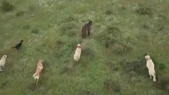 Eskişehir’de 400 koyunu ayıdan kangal köpekleri korudu