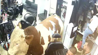 Sultanbeyli’de kurbanlık boğa camı kırıp kuaföre girdi